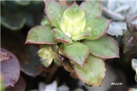 67625b27-IMG_9743 aeonium.jpg